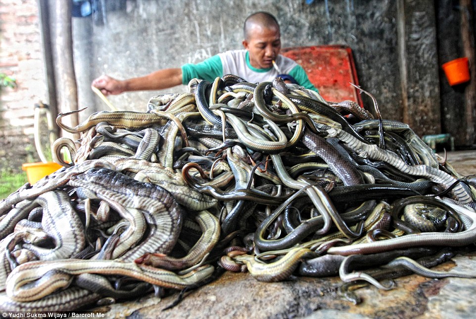揭露奢華皮包蛇皮來源 印尼蛇類屠宰場慘不忍睹
