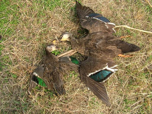山东东明:毒饵现黄河湿地 大量候鸟被毒死