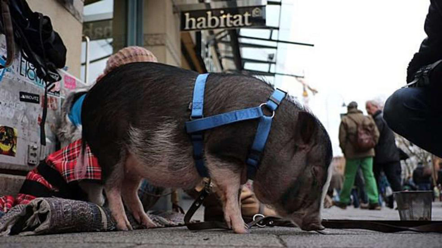 德国女子携迷你宠物猪街头乞讨