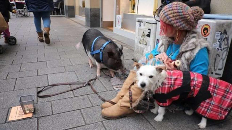 德国女子携迷你宠物猪街头乞讨