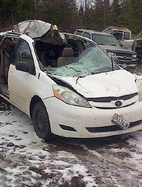 美駝鹿撞碎車窗衝進車內當場死亡 司機僅受輕傷