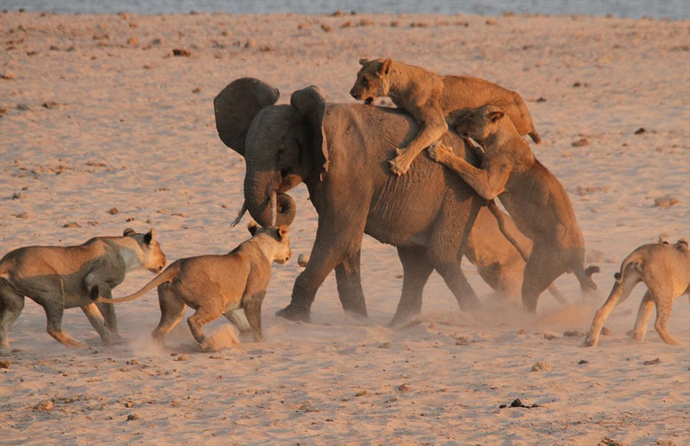 非洲大象独战14只饥饿猛狮 惊险逃生