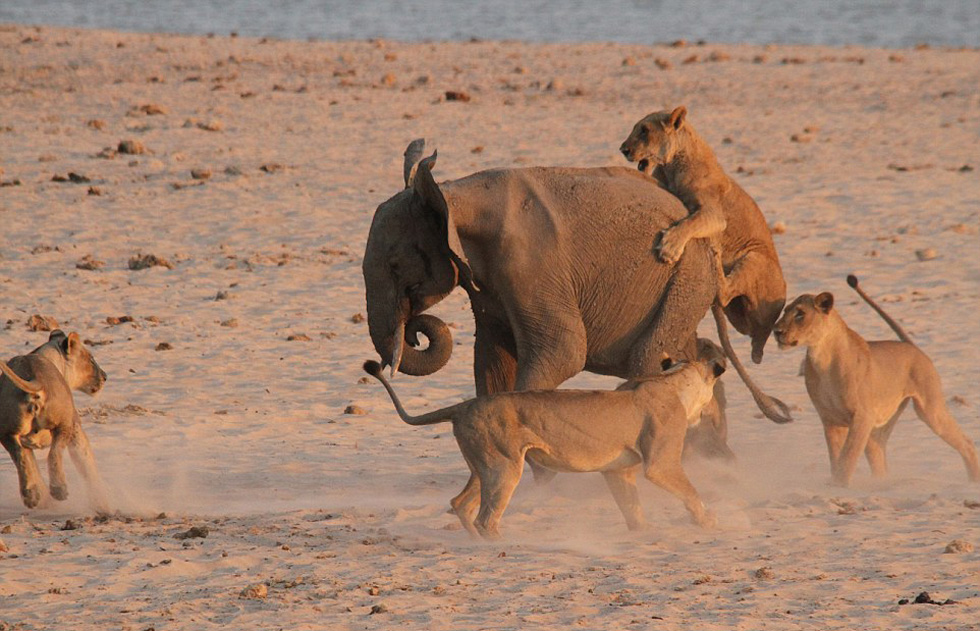 非洲大象獨戰14隻饑餓猛獅 驚險逃生