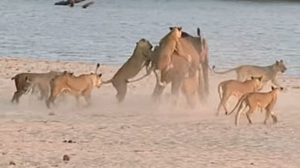 非洲大象獨戰14隻饑餓猛獅 驚險逃生