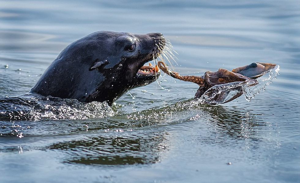 生存之戰:饑餓海豹捕殺章魚 遭激烈反抗