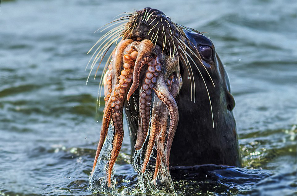 生存之战:饥饿海豹捕杀章鱼 遭激烈反抗