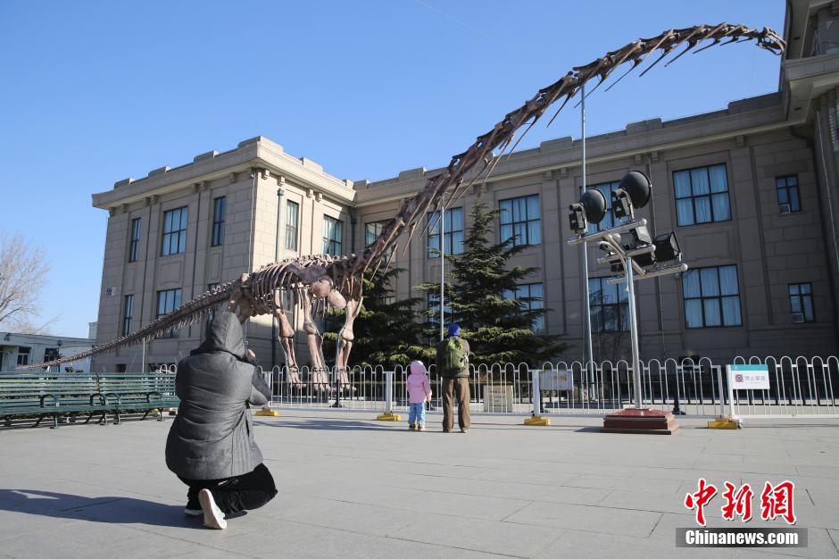 世界最大恐龍復原骨架亮相北京