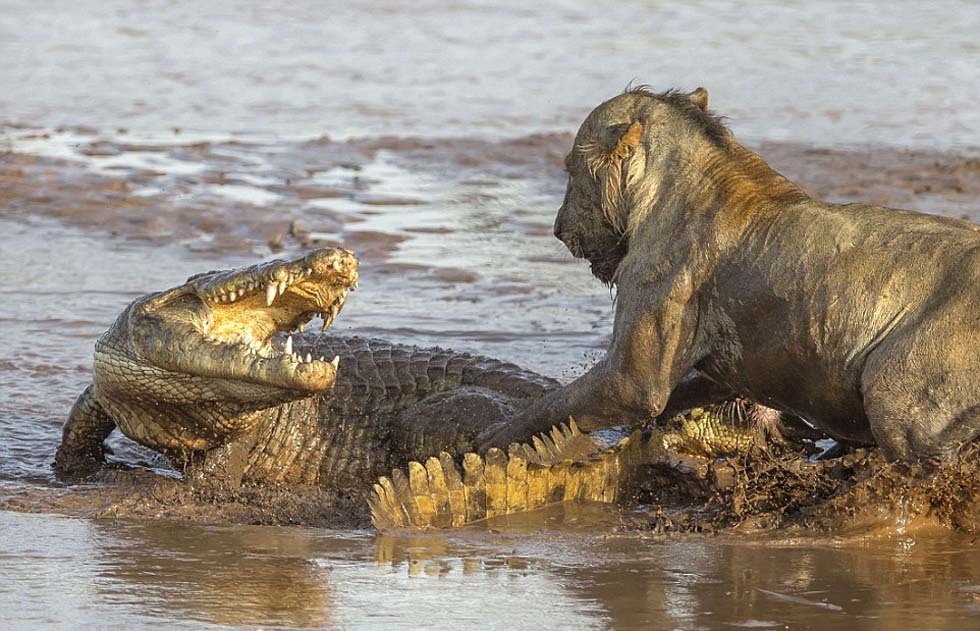 直击非洲狮群与鳄鱼为争夺食物展开激战