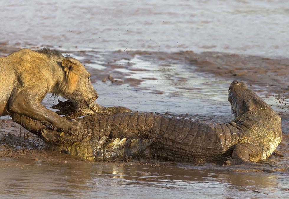 直擊非洲獅群與鱷魚為爭奪食物展開激戰