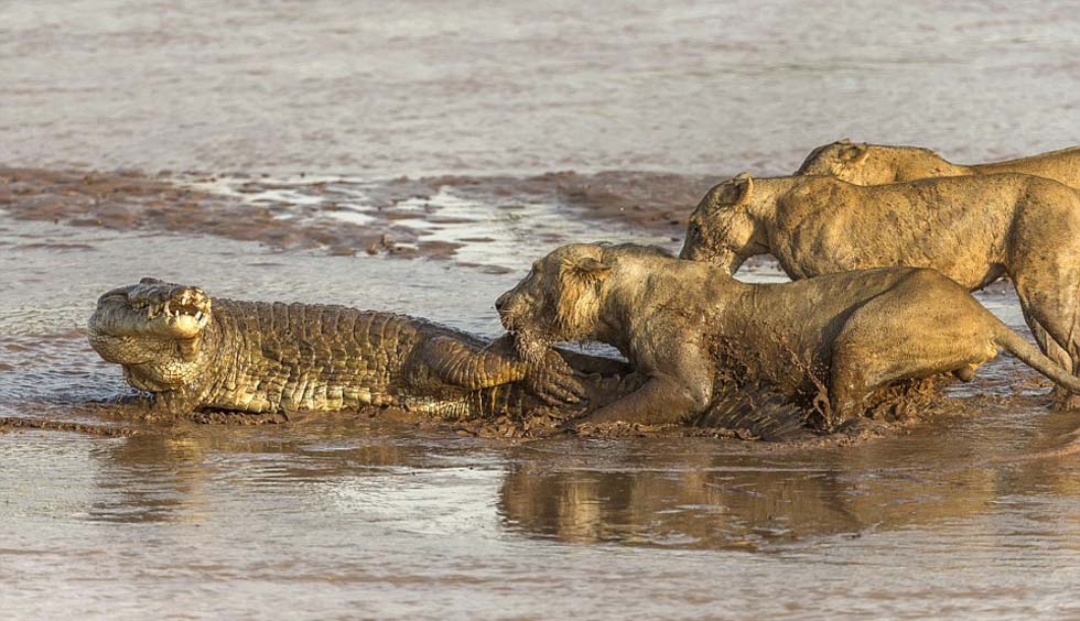 直击非洲狮群与鳄鱼为争夺食物展开激战