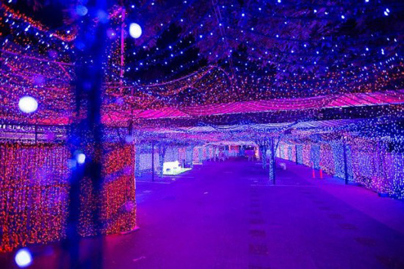 澳男子用百萬綵燈打造世界最大聖誕燈飾