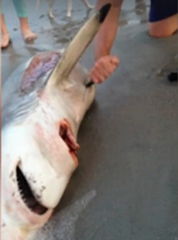 美國男子割開死亡鯊魚肚子救出3條幼鯊