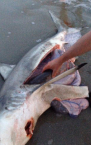 美國男子割開死亡鯊魚肚子救出3條幼鯊
