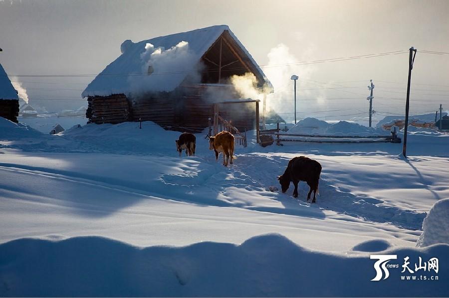 新疆阿勒泰地区公布“最美雪乡”靓照