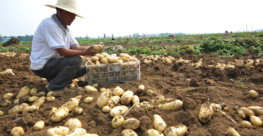 中国24小时：马铃薯有望成为我国第四大主粮