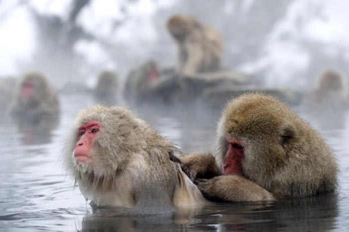 日本雪猴泡温泉取暖 享受表情萌翻游客