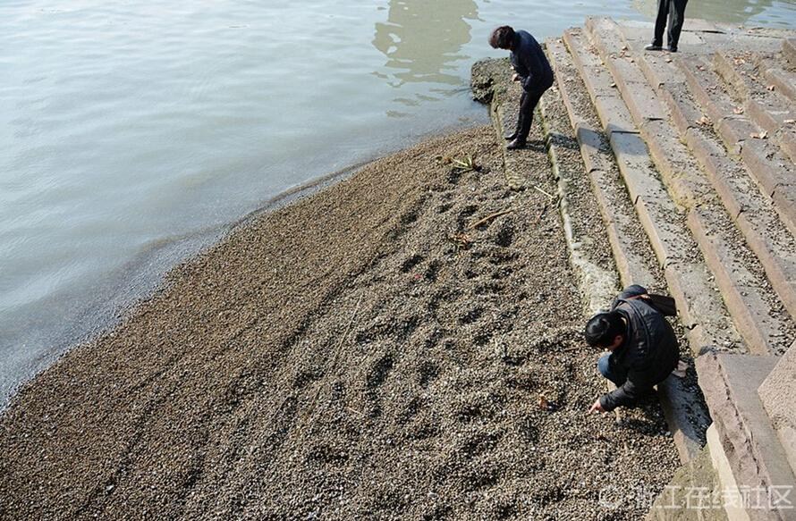 近日，京杭大運河杭州麗水路段一小碼頭處，大量死螺螄和貝類出現在岸邊，因腐爛而散發出強烈異味。據一位在運河邊捕魚的大伯説，這些都是放生的螺螄，是有人用車拉過來倒入運河的，現在全死了，這樣對運河也是有污染的。來源：浙江線上