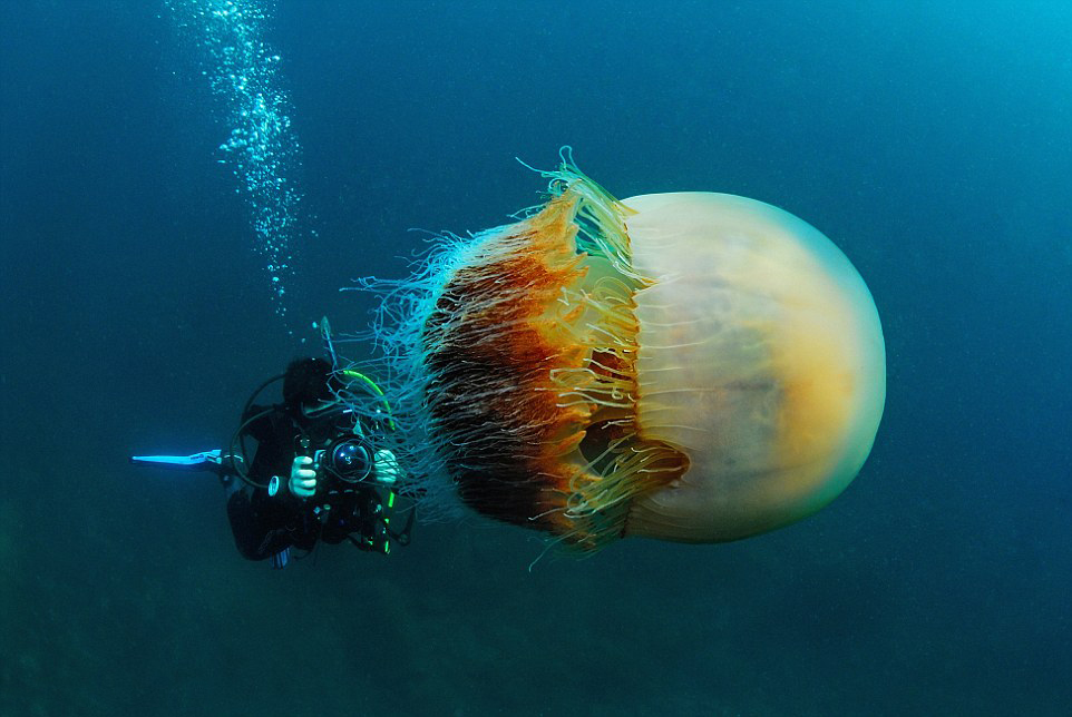 摄影师日本深海潜水遇罕见巨型野村水母
