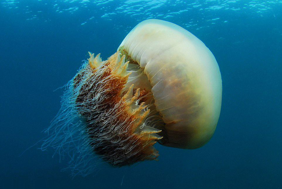摄影师日本深海潜水遇罕见巨型野村水母