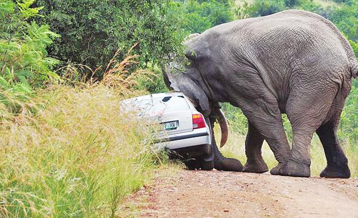 泰国大象发怒踩踏汽车