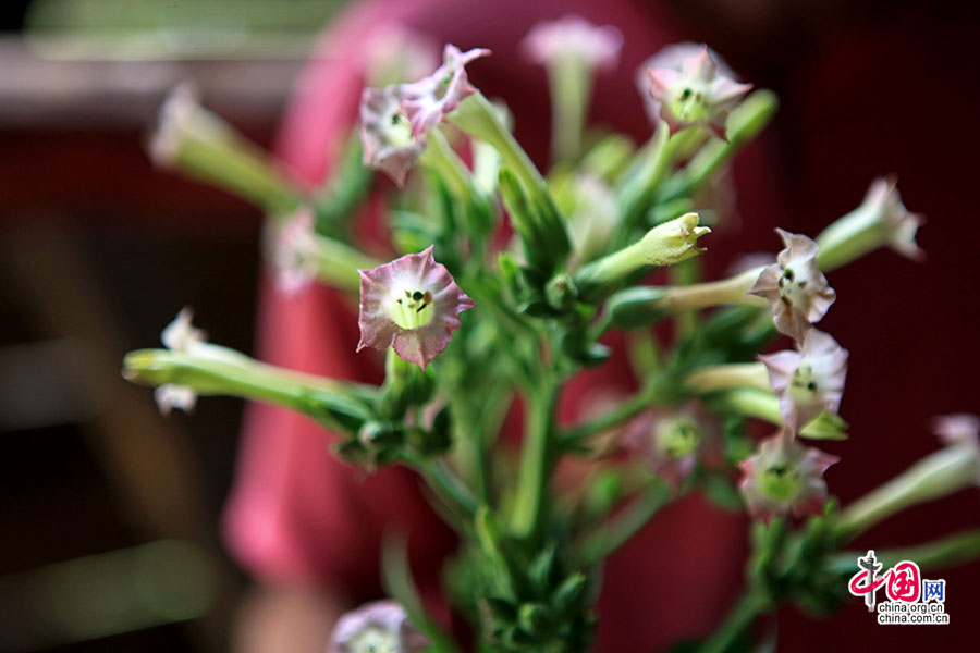烟草花有着茄科植物的聚伞花序、长筒花萼与五裂花瓣