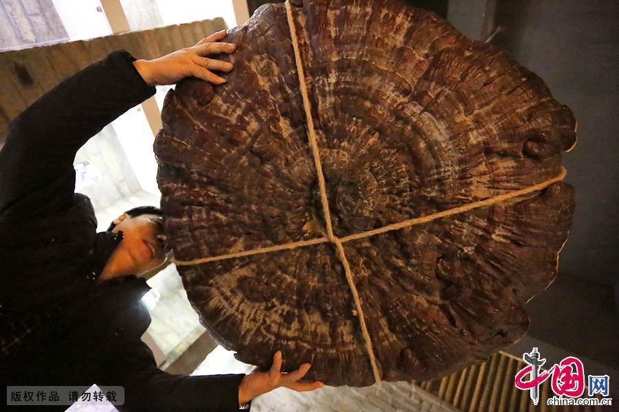博物馆郭馆长介绍，这两棵灵芝原生长在越南的原始森林中，采摘后按其生长纹路测算，其生长年份均超过200年。中国网图片库 楚韵/摄