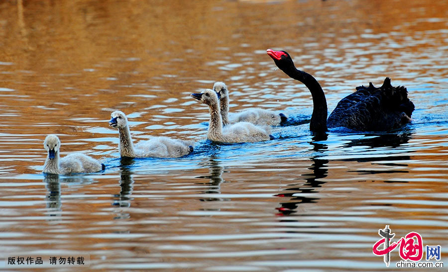 4只小天鹅宝宝在父母的带领下，在寒冷的冰水中游弋卖萌，姿势十分有趣可爱。中国网图片库 李文明/摄