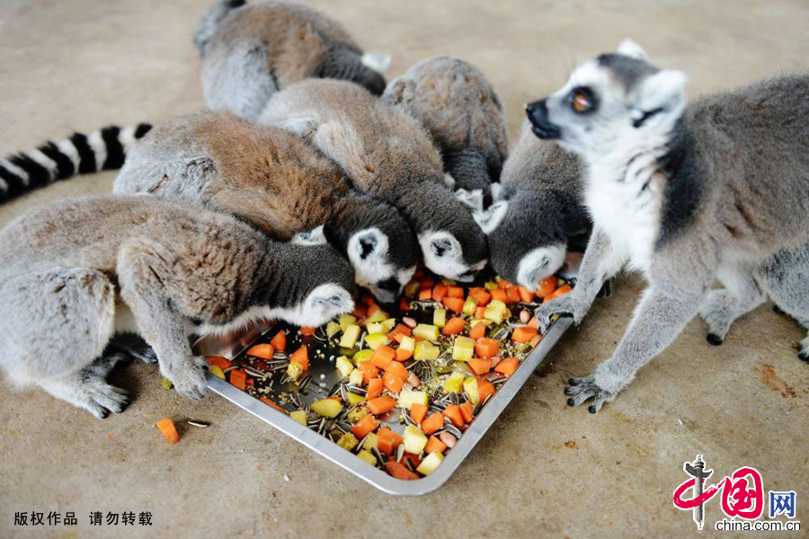 2015年1月27日，山东青岛森林野生动物世界的环尾狐猴在吃饲养员准备的“腊八粥”。 中国网图片库 俞方平摄影