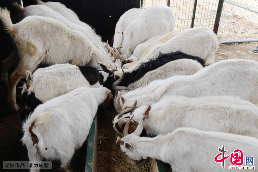 2015年1月27日，山东青岛森林野生动物世界的奶山羊在吃饲养员准备的“腊八餐”。 中国网图片库俞方平摄影