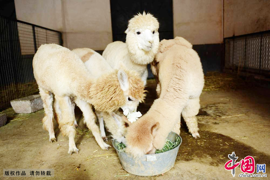 2015年1月27日，山东青岛森林野生动物世界的羊驼在吃饲养员准备的“腊八餐”。 中国网图片库俞方平摄影