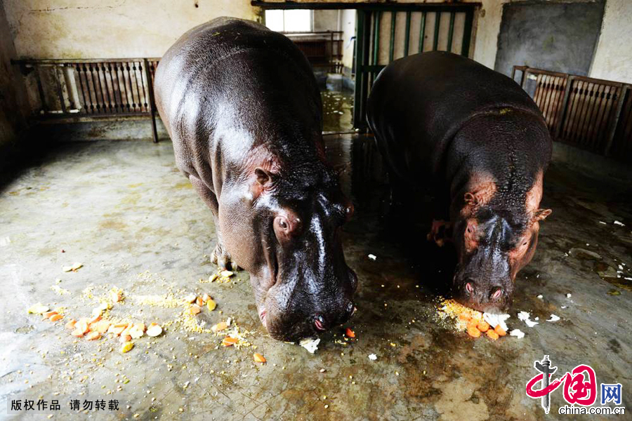 2015年1月27日，山东青岛森林野生动物世界的河马在吃饲养员准备的“腊八粥”。 中国网图片库俞方平摄影