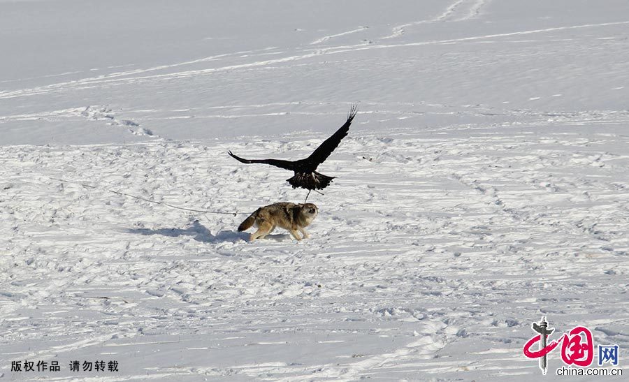 一只猎鹰飞到猎物前停下，与猎物对峙。中国网图片库 朱新峰/摄