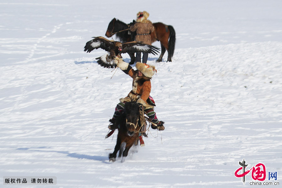 一只猎鹰成功按倒苍狼，参赛者骑马炫耀。中国网图片库 朱新峰/摄