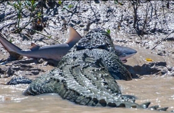 鳄鱼活吞鲨鱼 澳大利亚游客亲眼目睹惨烈场面