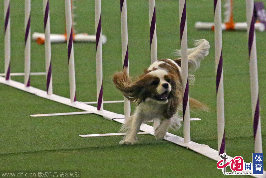 宠物运动会萌翻观众 英国犬类敏捷大师赛开赛
