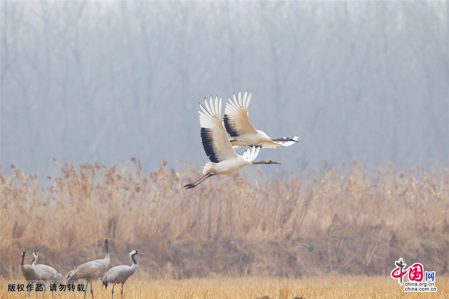 图为盐城丹顶鹤自然保护区冬日美景。 中国网图片库 刘玉平/摄
