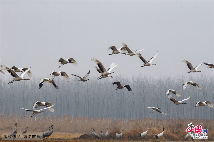 图为盐城丹顶鹤自然保护区冬日美景。 中国网图片库 刘玉平/摄