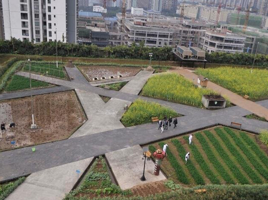 重庆高楼顶现2万平米开心农场