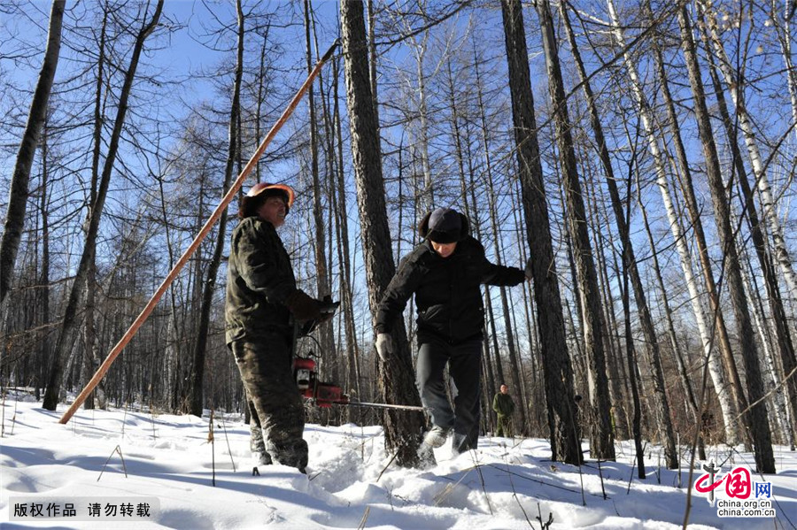 3月2日， 刘国昌和队友们在低温下进行采伐作业。中国网图片库 王伟/摄 