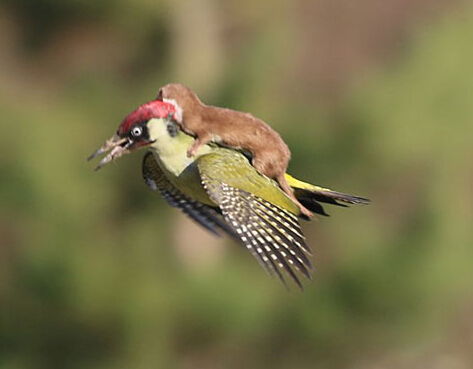 奇闻天下:黄鼠狼骑啄木鸟?照片是真假?