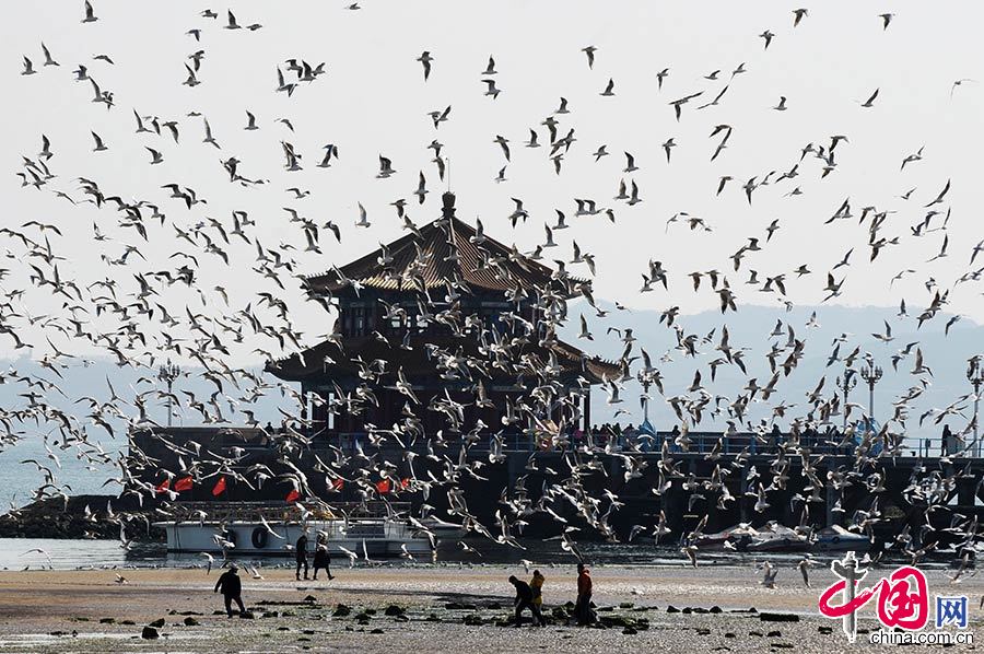 2015年3月10日，山東省青島市棧橋附近的海鷗開始大密度集結巡遊，為即將飛回西伯利亞做著遷徙前的準備。中國網圖片庫 王海濱/攝