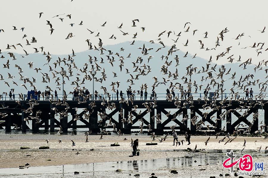 2015年3月10日，山东省青岛市栈桥附近的海鸥开始大密度集结巡游，为即将飞回西伯利亚做着迁徙前的准备。中国网图片库 王海滨/摄