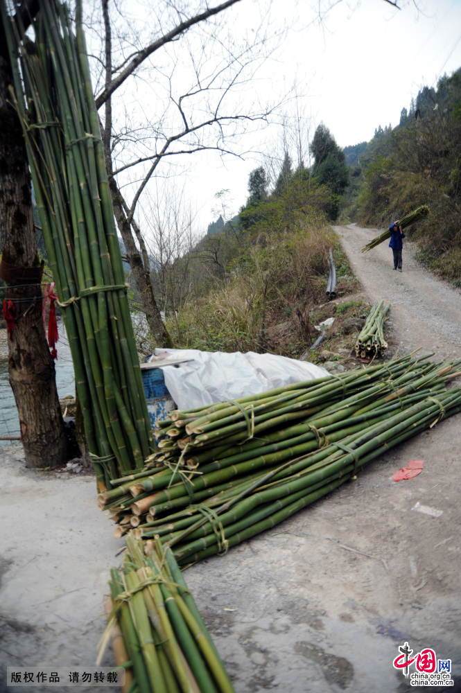 这是搬运用于舀纸的青竹原料，春季是备料的最佳时机。中国网图片库 饶国君/摄
