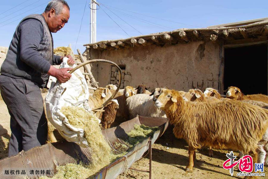  2015年3月9日，呂吉弟正在給自家和親戚的20隻羊羔倒草料。這些羊羔是呂吉弟家的重要經濟來源，呂吉弟對它們的照顧格外的細心。