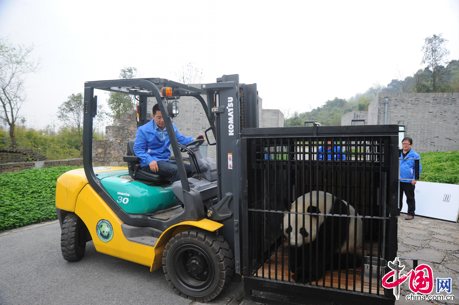 由於目前研究中心大熊貓繁殖工作全部在雅安碧峰峽基地開展，“盈盈”在都江堰基地完成一個月的隔離檢疫後，于3月16日前往雅安基地。
