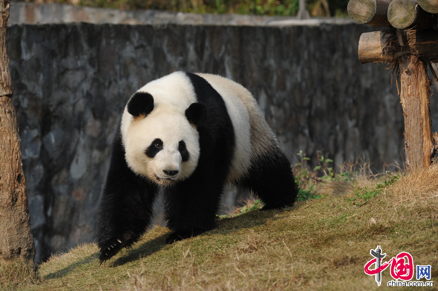 由于目前研究中心大熊猫繁殖工作全部在雅安碧峰峡基地开展，“盈盈”在都江堰基地完成一个月的隔离检疫后，于3月16日前往雅安基地。