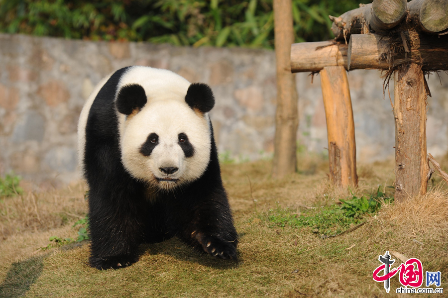 由于目前研究中心大熊猫繁殖工作全部在雅安碧峰峡基地开展，“盈盈”在都江堰基地完成一个月的隔离检疫后，于3月16日前往雅安基地。