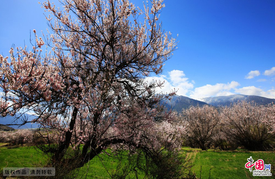 每到三月四月间，西藏林芝大地桃花争艳，宛如花海。中国网图片库 韩加君/摄