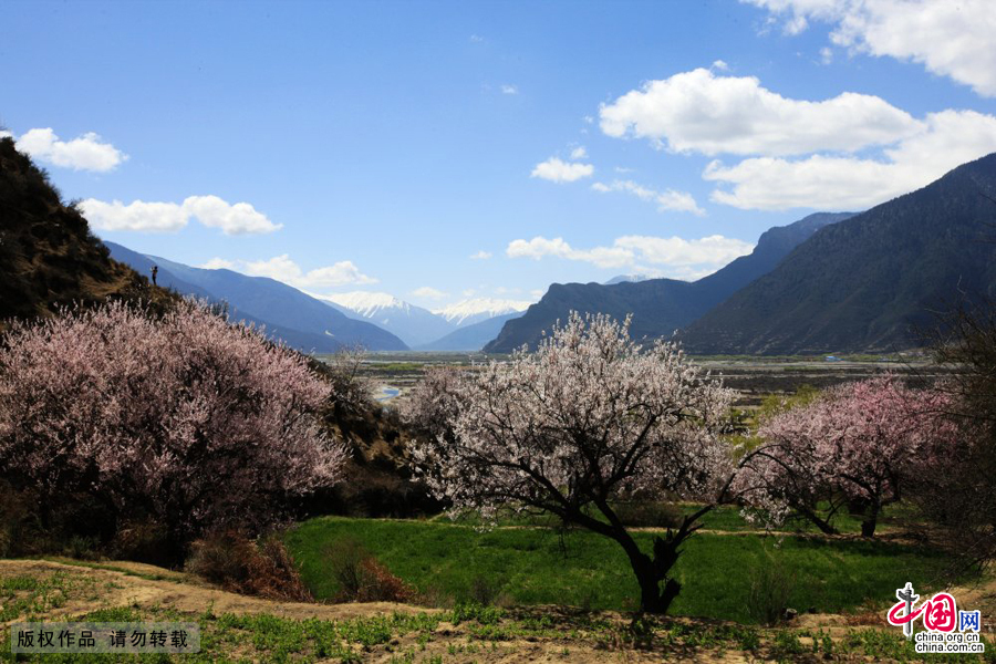 每到三月四月间，西藏林芝大地桃花争艳，宛如花海。中国网图片库 韩加君/摄