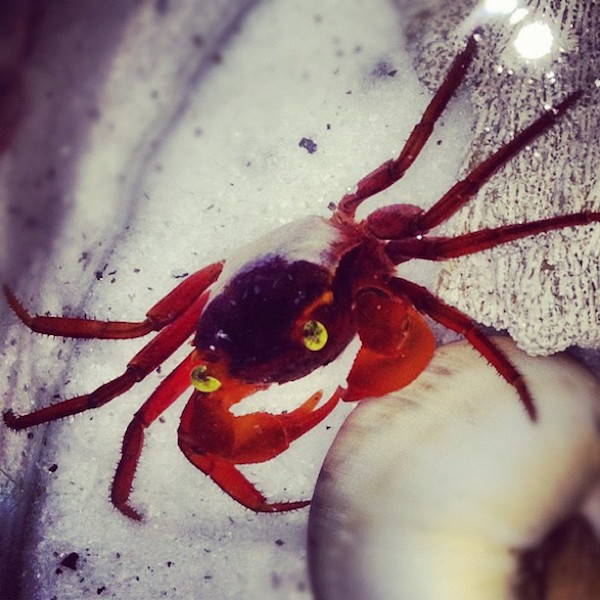 印尼发现新品种螃蟹 被取名吸血鬼蟹(图)